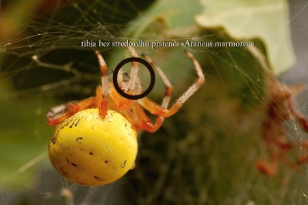 Araneus marmoreus